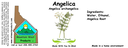 Angelica Root NF 4x1.5.webp
