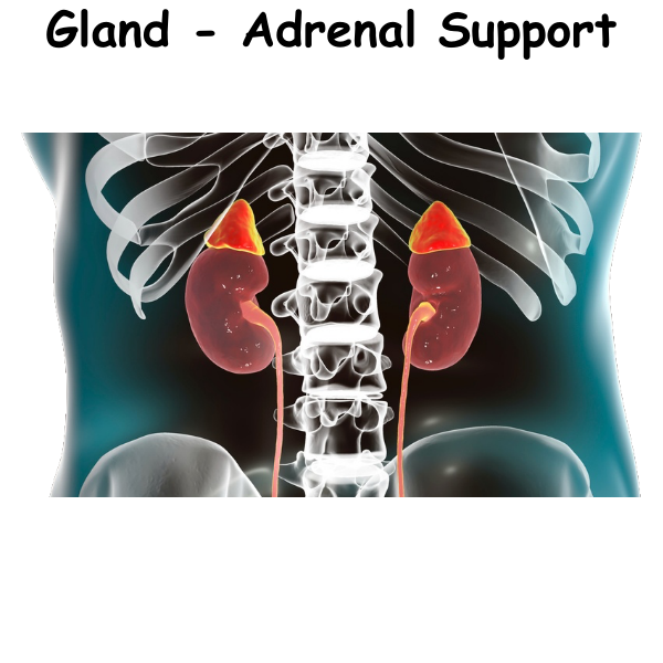 Gland - Adrenal Support ST