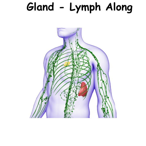 Gland - Lymph Along ST