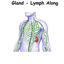 Gland - Lymph Along ST