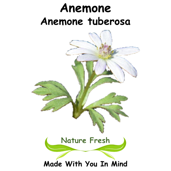 Anemone