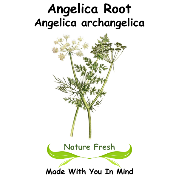 Angelica Root