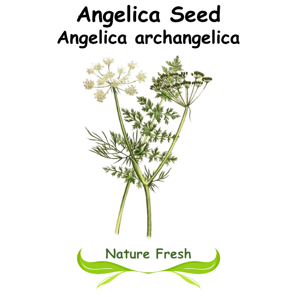 Angelica Seed