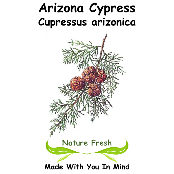 Arizona Cypress