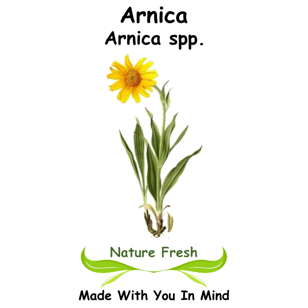 Arnica