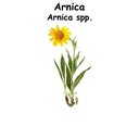 Arnica ST