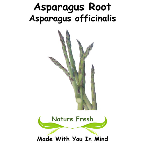 Asparagus Root