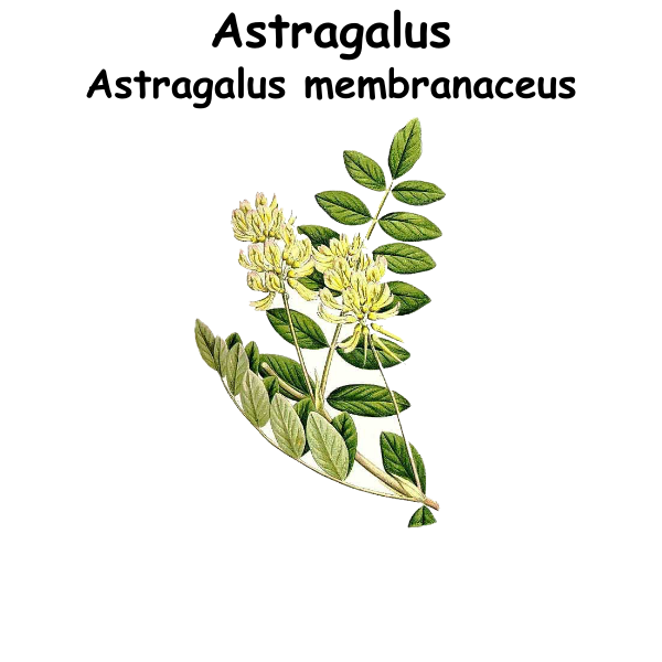 Astragalus ST