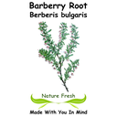 Barberry