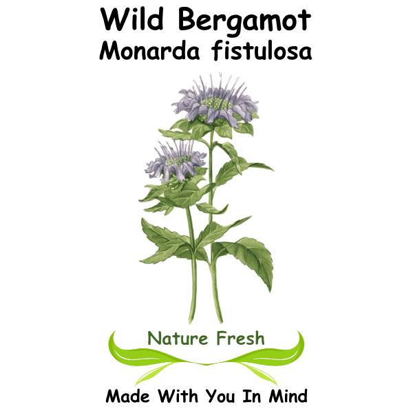Wild Bergamot