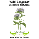 Wild Bergamot