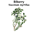 Bilberry ST