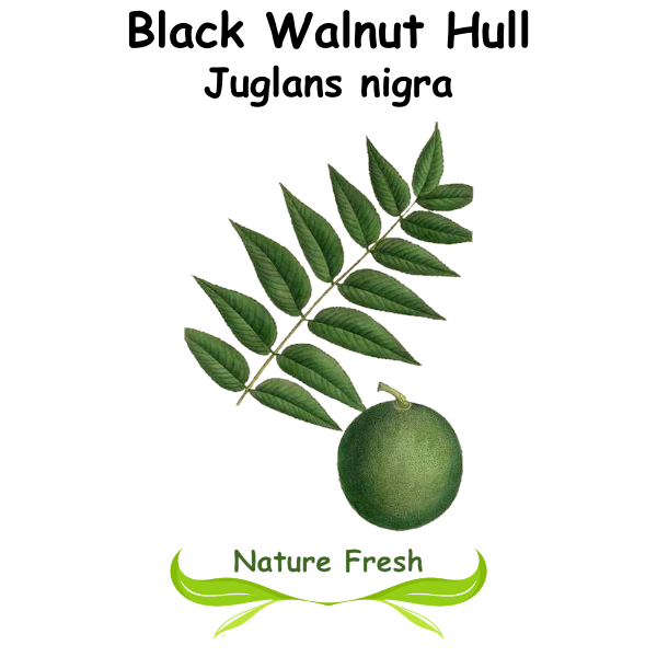 Black Walnut