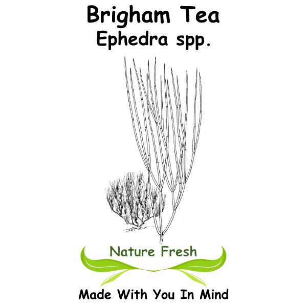 Brigham Tea
