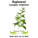 Bugleweed