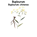 Bupleurum ST