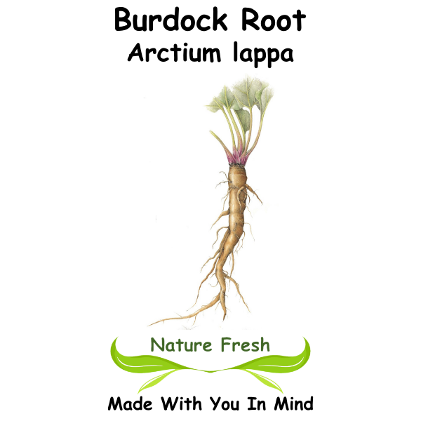 Burdock