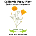 Califorrnia Poppy