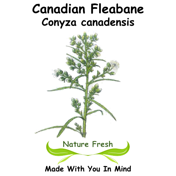 Canadian Fleabane