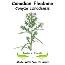 Canadian Fleabane