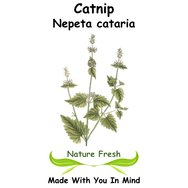 Catnip