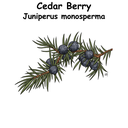 Cedar Berry ST
