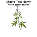 Chaste Tree Berry ST