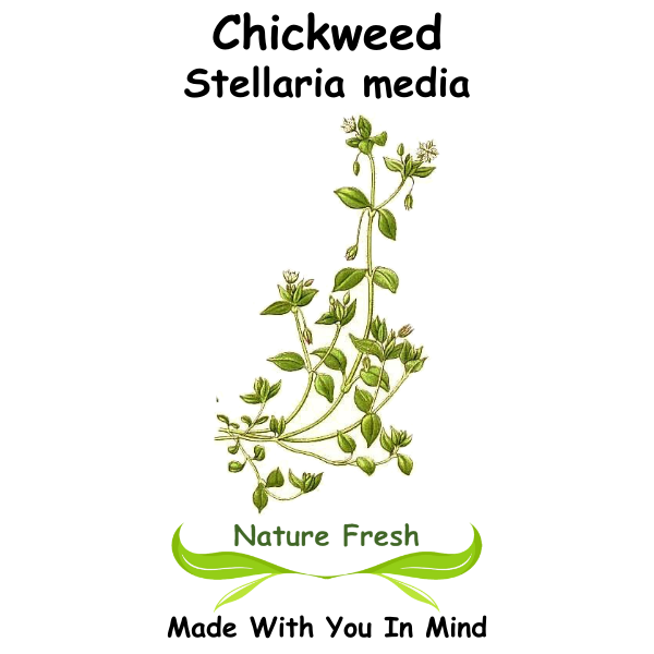 Chickweed