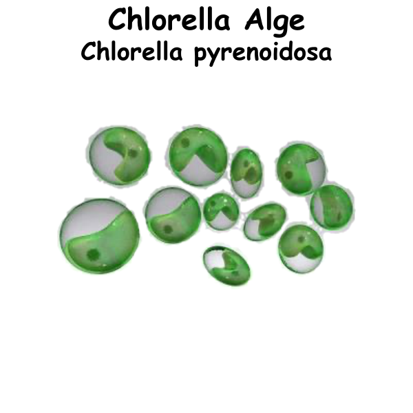 Chlorella ST