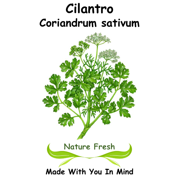 Cilantro