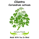 Cilantro