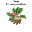 Cloves ST