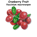 Cranberry ST