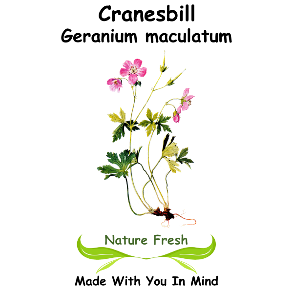 Cranesbill