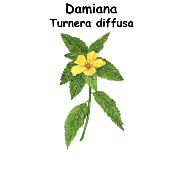 Damiana ST