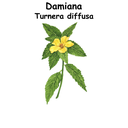 Damiana ST