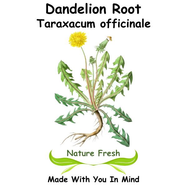 Dandelion Root
