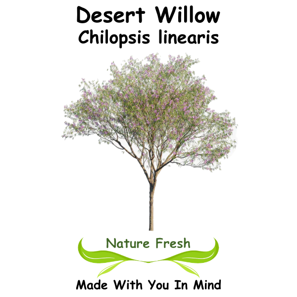 Desert Willow