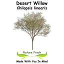 Desert Willow