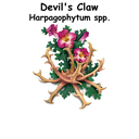 Devil's Claw ST