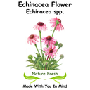 Echinacea Flower