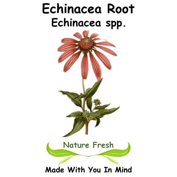Echinacea Root