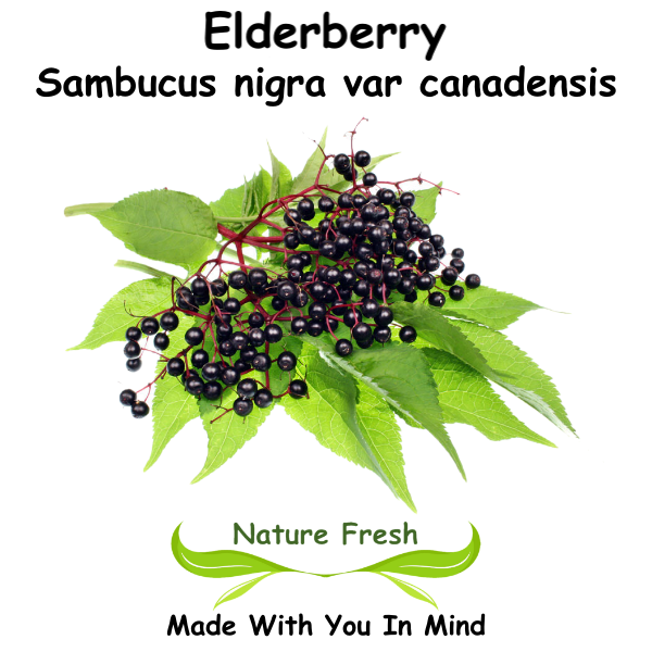 Elderberry