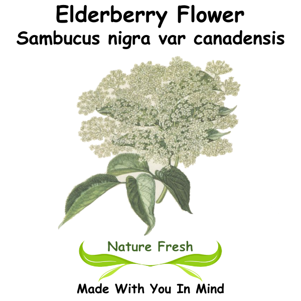 Elderberry Flower