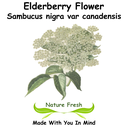 Elderberry Flower