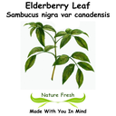 Elderberry Leaf