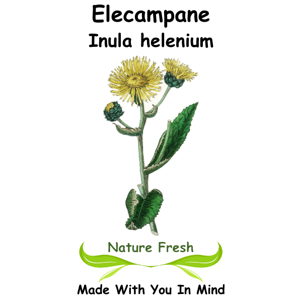 Elecampane