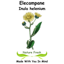 Elecampane
