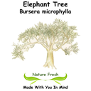 Elephant Tree