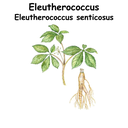 Eleutherococcus ST